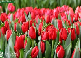 Tulipa Ben van Zanten (3)